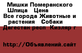 Мишки Померанского Шпица › Цена ­ 60 000 - Все города Животные и растения » Собаки   . Дагестан респ.,Кизляр г.